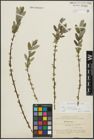 Foto von Salix repens subsp. incubacea (L.) A. Neumann